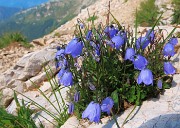 24 Campanula cochleariifolia (Campanula dei ghiaioni)